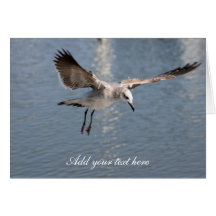 Seagull Photography Greeting Cards