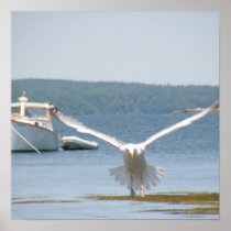 Seagull Poster