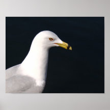 Seagull Posters