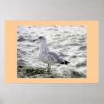 SEAGULL posters