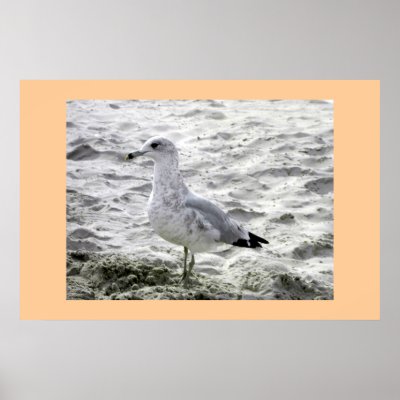 SEAGULL POSTER by anaisacolon