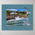Seagull Scape posters