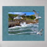 Seagull Scape Posters