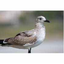 Seagull Sculputre Cut Out