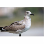 Seagull Sculputre photo sculptures
