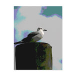 Seagull sitting on a dock posterised photograph postcards