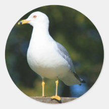 Seagull Sticker