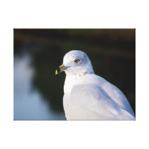 Seagull Wrapped Canvas Stretched Canvas Print