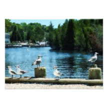 Seagulls at Tuckerton, NJ Announcements