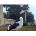 Seagulls Birds Flags photo sculptures