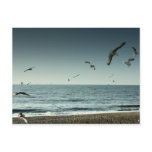 Seagulls Brighton postcards