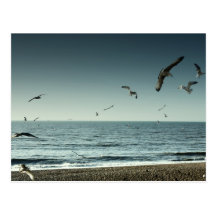 Seagulls Brighton Postcards