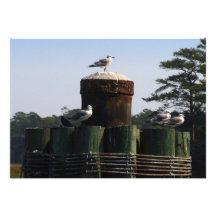 Seagulls Enjoying the Day Personalised Invitations