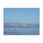 Seagulls flying over the ocean & shore post card