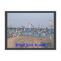 Seagulls Postcard, Bethany Beach, Delaware