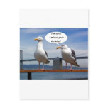 Seagulls talking postcards