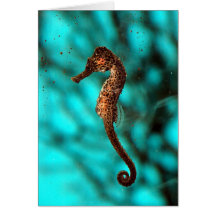 Seahorse Card