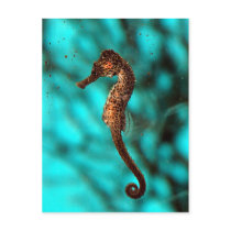 Seahorse Postcard
