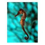 Seahorse Postcard