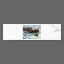 Seal bumper stickers