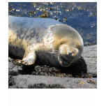 seal HA...HA...HAPPY laughing seal pup t-shirts