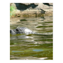 Seal In Water Postcards