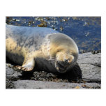 seal laughing puffin tours farne Islands uk Postcard