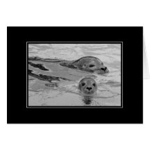 Seal mother and her baby seal cards