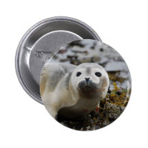Seal Pup Button