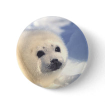 Seal Pup Face Pinback Buttons