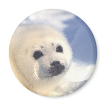 Seal Pup Face Magnet