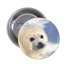 Seal Pup Face Pinback Buttons