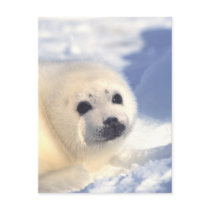 Seal Pup Face Post Card