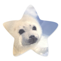 Seal Pup Face Star Sticker