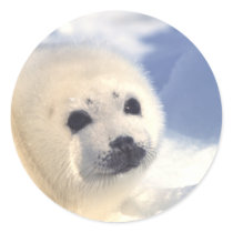 Seal Pup Face Round Stickers
