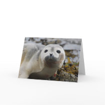 Seal Pup Greeting Card