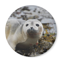 Seal Pup Magnet