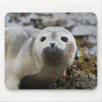 Seal Pup Mouse Pad