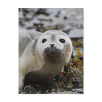 Seal Pup Postcard