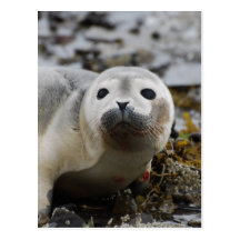 Seal Pup Postcard