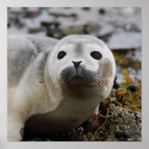 Seal Pup Poster