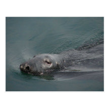 Seal, Stornoway Harbour, Outer Hebrides Post Card