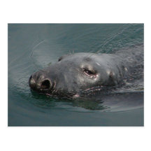 Seal, Stornoway Harbour, Outer Hebrides Postcards
