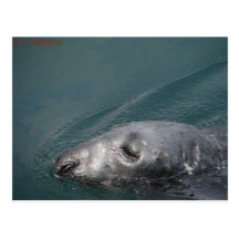 Seal, Stornoway Harbour, Outer Hebrides Postcards