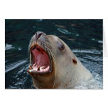 Sealion card