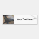 seals bumper sticker bumper stickers