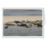 Seals Card