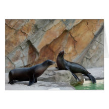 Seals chatting greeting card