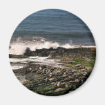 Seals Magnets