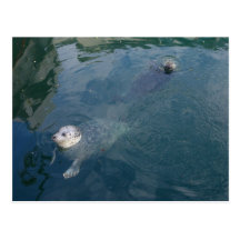 Seals Postcard